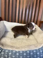 Ollie, a male Toy Australian Shepherd for sale in Murray, KY – Photo 5 of 6