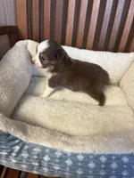 Ollie, a male Toy Australian Shepherd for sale in Murray, KY – Photo 6 of 6