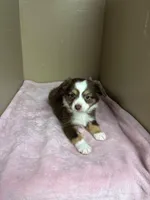 Daisy, a female Toy Australian Shepherd for sale in Murray, KY – Photo 2 of 6