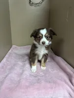 Daisy, a female Toy Australian Shepherd for sale in Murray, KY – Photo 5 of 6