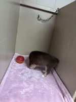 Daisy, a female Toy Australian Shepherd for sale in Murray, KY – Photo 4 of 6