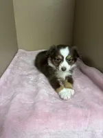 Daisy, a female Toy Australian Shepherd for sale in Murray, KY – Photo 3 of 6