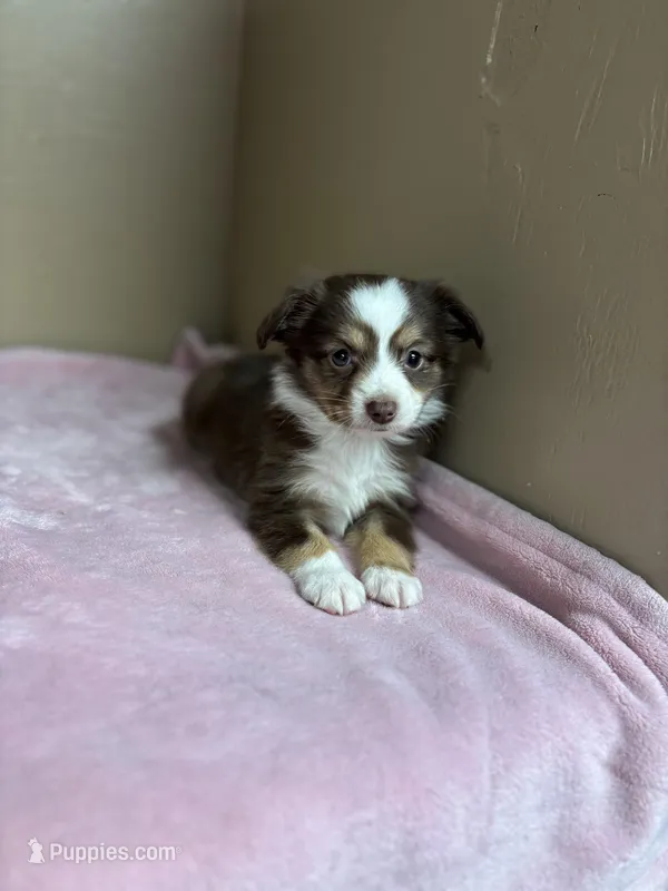 Daisy – Toy Australian Shepherd puppy for sale in Murray, KY