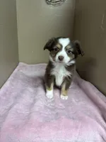 Daisy, a female Toy Australian Shepherd for sale in Murray, KY – Photo 6 of 6