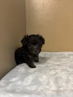 Max, a male Poodle - Toy  for sale in Murray, KY – 4 of 6