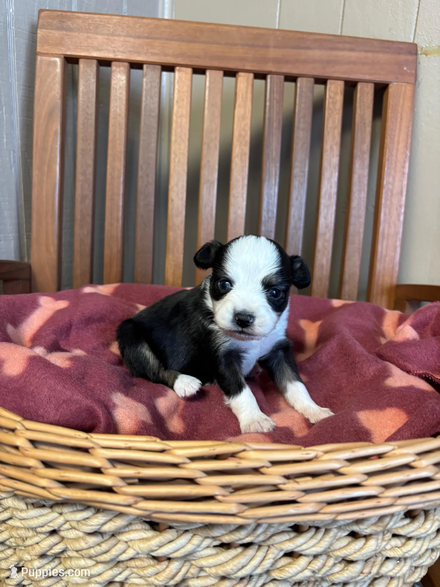 Lilly, a female Toy Australian Shepherd for sale in Murray, KY – Photo 3 of 6