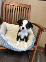 Ava, a female Toy Australian Shepherd for sale in Murray, KY – 2 of 10