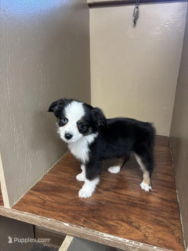 Ava – Toy Australian Shepherd puppy for sale in Murray, KY