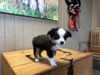 Ava, a female Toy Australian Shepherd for sale in Murray, KY – 10 of 10
