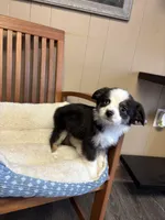 Ava, a female Toy Australian Shepherd for sale in Murray, KY – 3 of 10