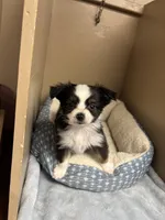 Bailey , a male Toy Australian Shepherd for sale in Murray, KY – Photo 2 of 5