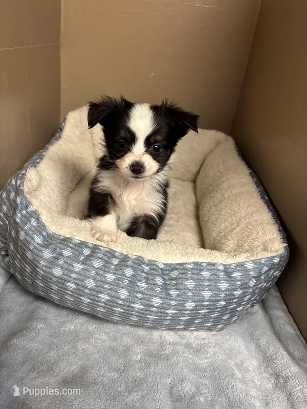 Bailey  – Toy Australian Shepherd puppy for sale in Murray, KY