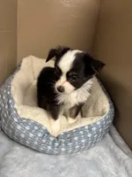 Bailey , a male Toy Australian Shepherd for sale in Murray, KY – Photo 3 of 5