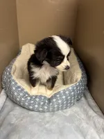 Bailey , a male Toy Australian Shepherd for sale in Murray, KY – Photo 4 of 5