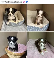 Bailey , a male Toy Australian Shepherd for sale in Murray, KY – Photo 5 of 5