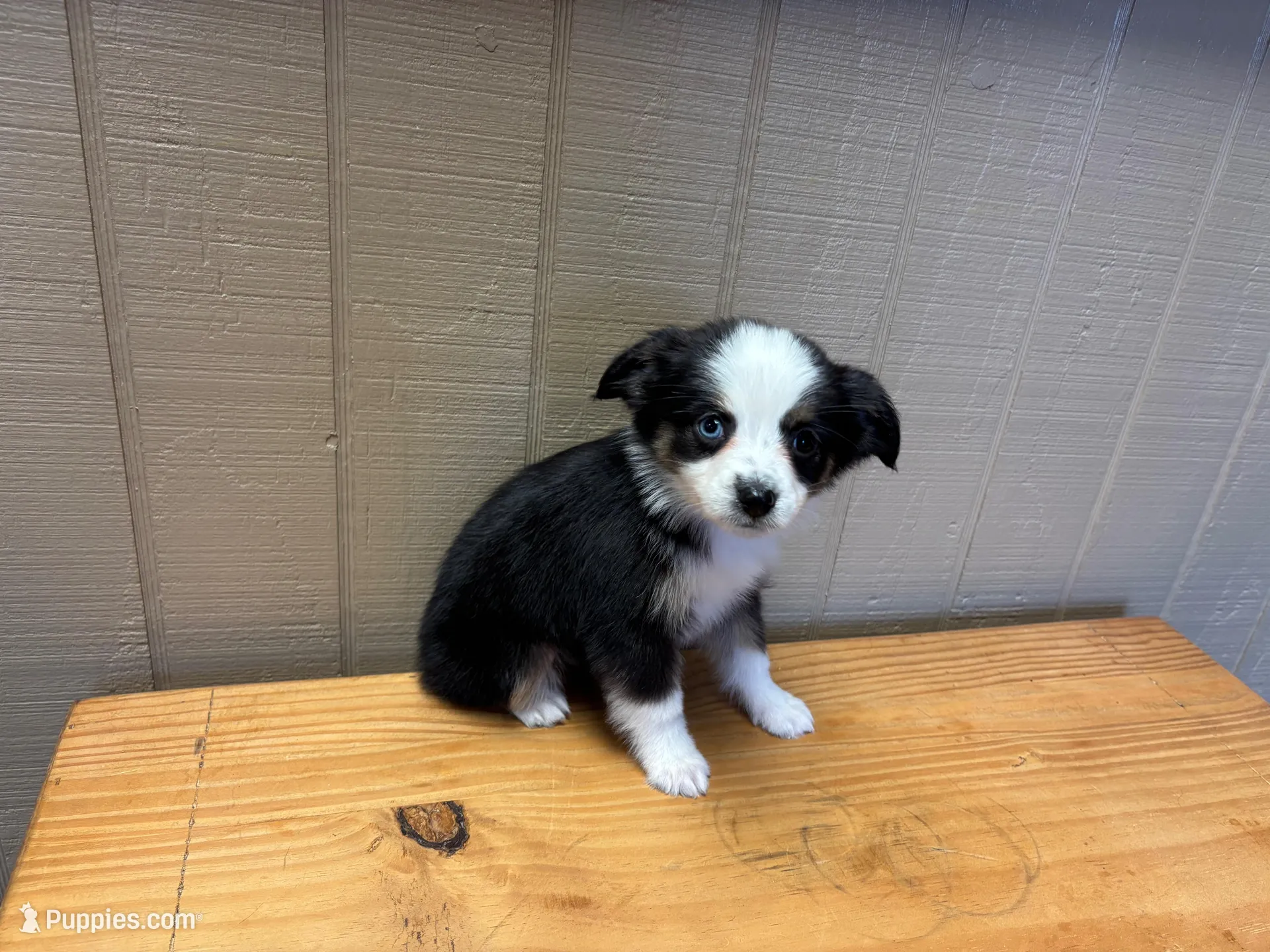 Ava, a female Toy Australian Shepherd for sale in Murray, KY – 9 of 10