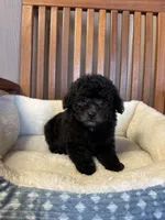 Charlie , a male Poodle - Toy  for sale in Murray, KY – Photo 6 of 6