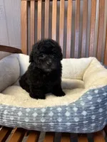 Charlie , a male Poodle - Toy  for sale in Murray, KY – Photo 2 of 6