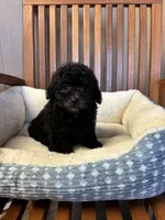 Charlie , a male Poodle - Toy  for sale in Murray, KY – Photo 3 of 6