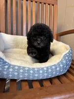 Charlie , a male Poodle - Toy  for sale in Murray, KY – Photo 5 of 6