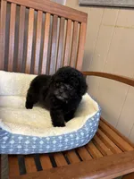 Charlie , a male Poodle - Toy  for sale in Murray, KY – Photo 1 of 6