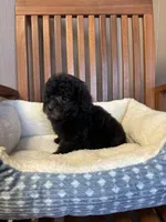 Charlie , a male Poodle - Toy  for sale in Murray, KY – Photo 4 of 6