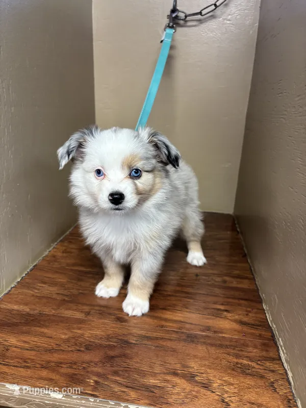 Ranger  – Toy Australian Shepherd puppy for sale in Murray, KY