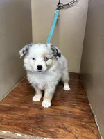 Ranger , a male Toy Australian Shepherd for sale in Murray, KY – 1 of 3
