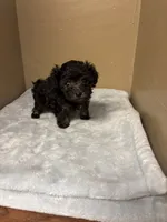 Max, a male Poodle - Toy  for sale in Murray, KY – 3 of 6
