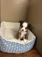 Milo, a male Toy Australian Shepherd for sale in Murray, KY – Photo 4 of 7