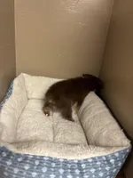 Milo, a male Toy Australian Shepherd for sale in Murray, KY – Photo 6 of 7