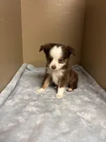 Milo, a male Toy Australian Shepherd for sale in Murray, KY – Photo 3 of 7