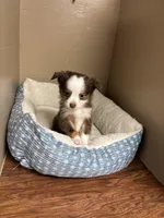 Milo, a male Toy Australian Shepherd for sale in Murray, KY – Photo 7 of 7