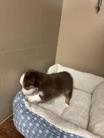 Milo, a male Toy Australian Shepherd for sale in Murray, KY – Photo 5 of 7