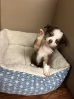 Milo, a male Toy Australian Shepherd for sale in Murray, KY – Photo 2 of 7