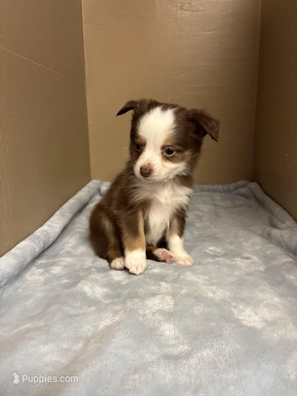 Milo – Toy Australian Shepherd puppy for sale in Murray, KY
