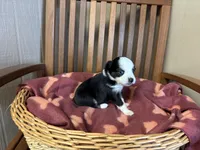 Lilly, a female Toy Australian Shepherd for sale in Murray, KY – Photo 2 of 6