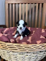 Lilly, a female Toy Australian Shepherd for sale in Murray, KY – Photo 6 of 6