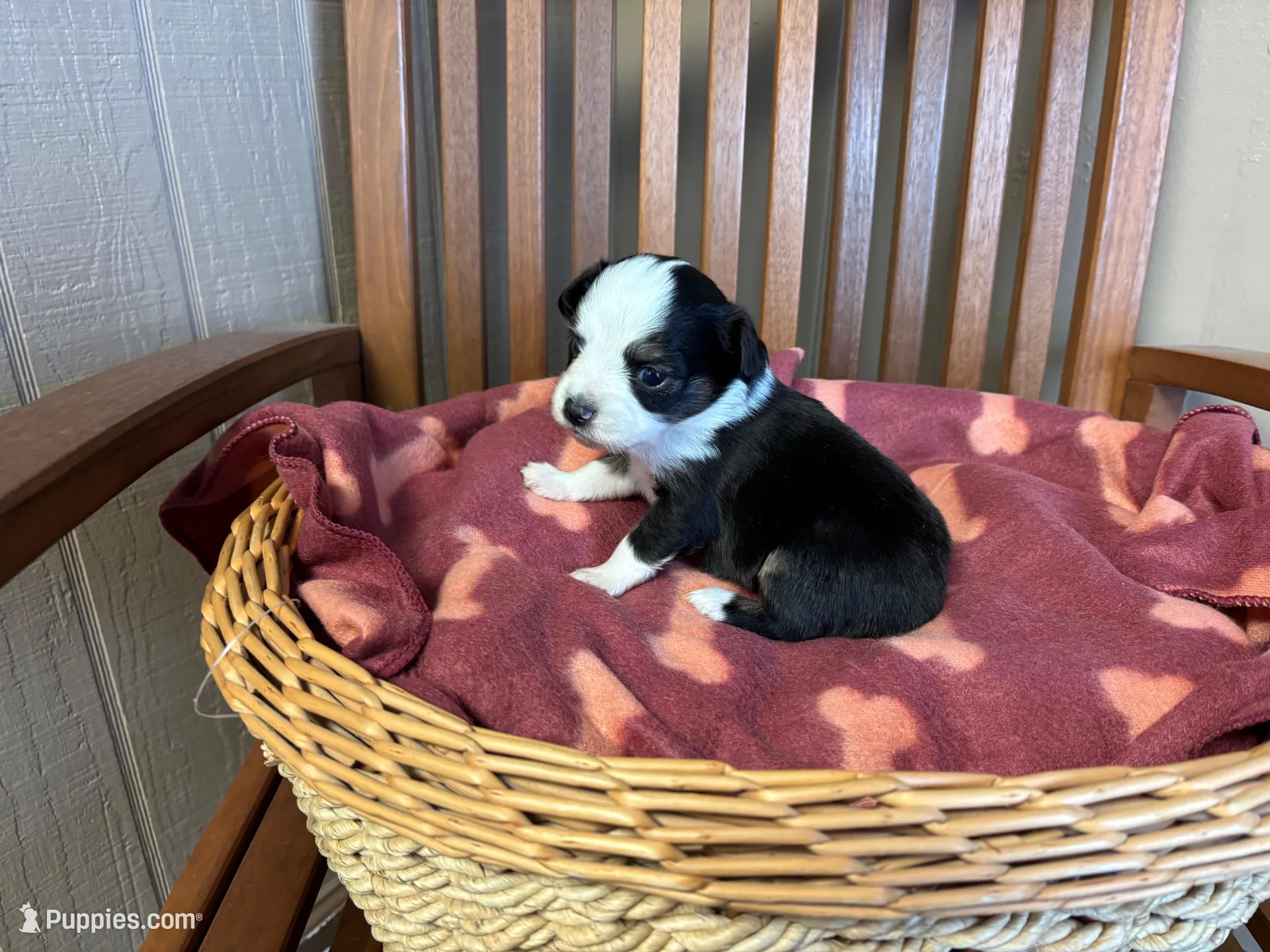 Lilly, a female Toy Australian Shepherd for sale in Murray, KY – Photo 5 of 6