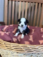 Lilly, a female Toy Australian Shepherd for sale in Murray, KY – Photo 4 of 6