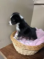 Lucy, a female Toy Australian Shepherd for sale in Murray, KY – Photo 4 of 6