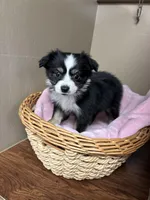 Lucy, a female Toy Australian Shepherd for sale in Murray, KY – Photo 5 of 6