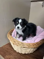 Lucy, a female Toy Australian Shepherd for sale in Murray, KY – Photo 2 of 6