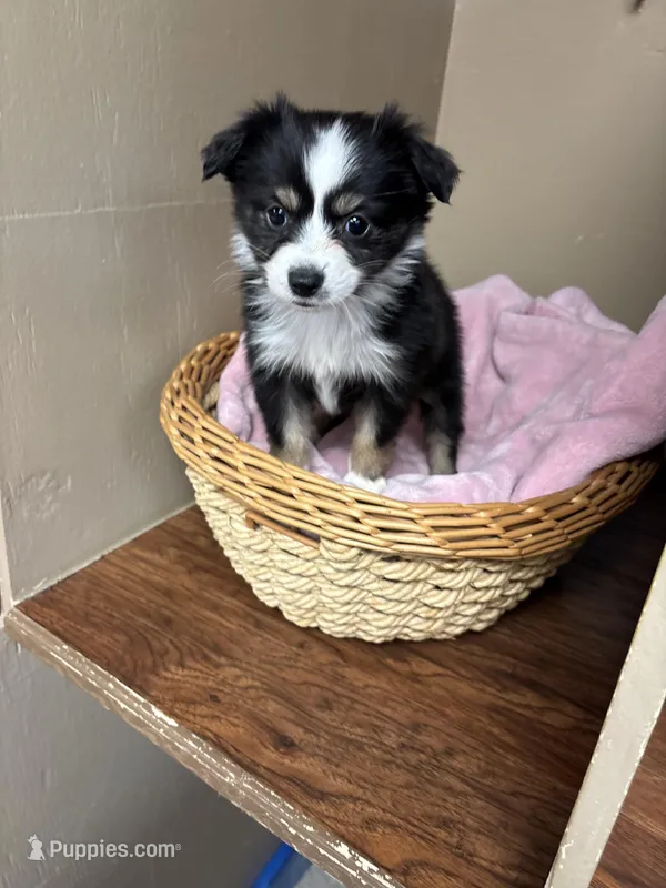 Lucy – Toy Australian Shepherd puppy for sale in Murray, KY