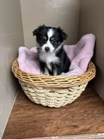 Lucy, a female Toy Australian Shepherd for sale in Murray, KY – Photo 6 of 6