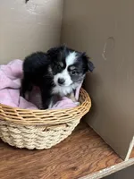 Lucy, a female Toy Australian Shepherd for sale in Murray, KY – Photo 3 of 6