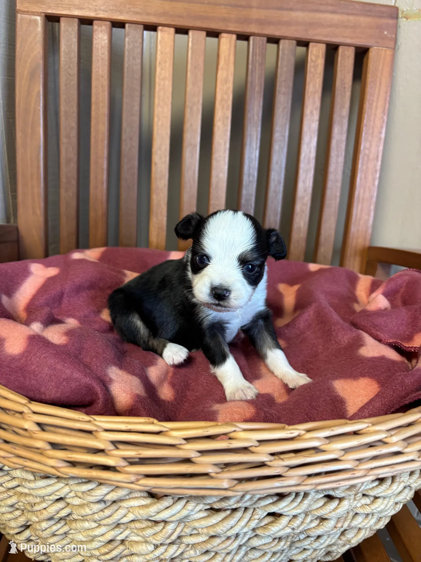 Lilly – Toy Australian Shepherd puppy for sale in Murray, KY