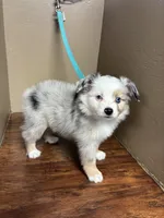 Ranger , a male Toy Australian Shepherd for sale in Murray, KY – 3 of 3