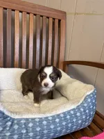 Daisy , a female Toy Australian Shepherd for sale in Murray, KY – Photo 4 of 8