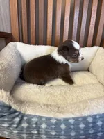 Daisy , a female Toy Australian Shepherd for sale in Murray, KY – Photo 6 of 8